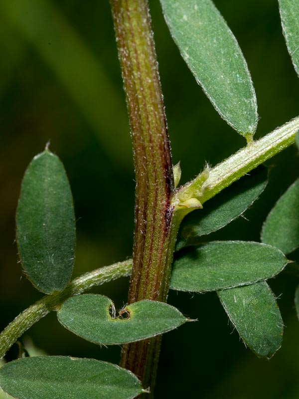 Vicia pannonica / Veccia ungherese